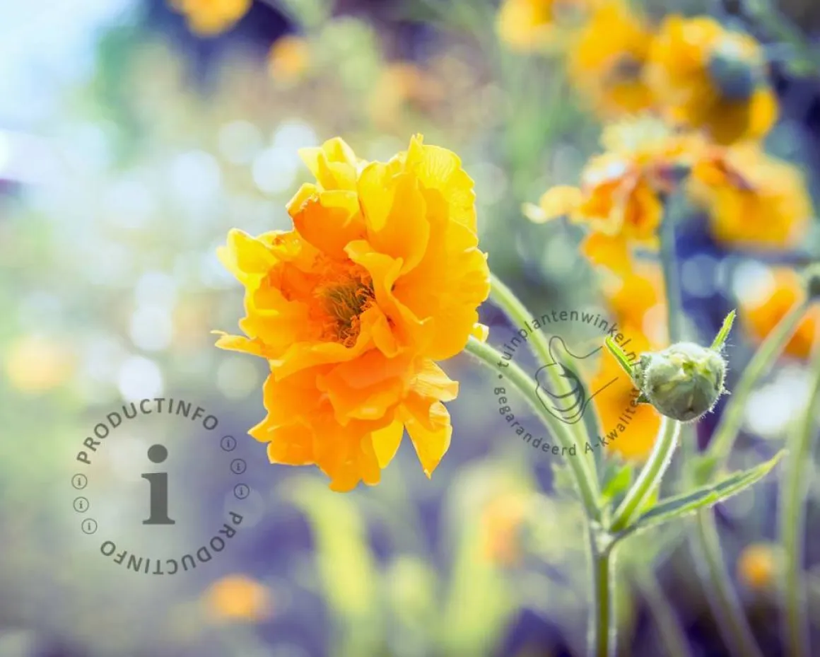 Geum chiloense 'Lady Stratheden'