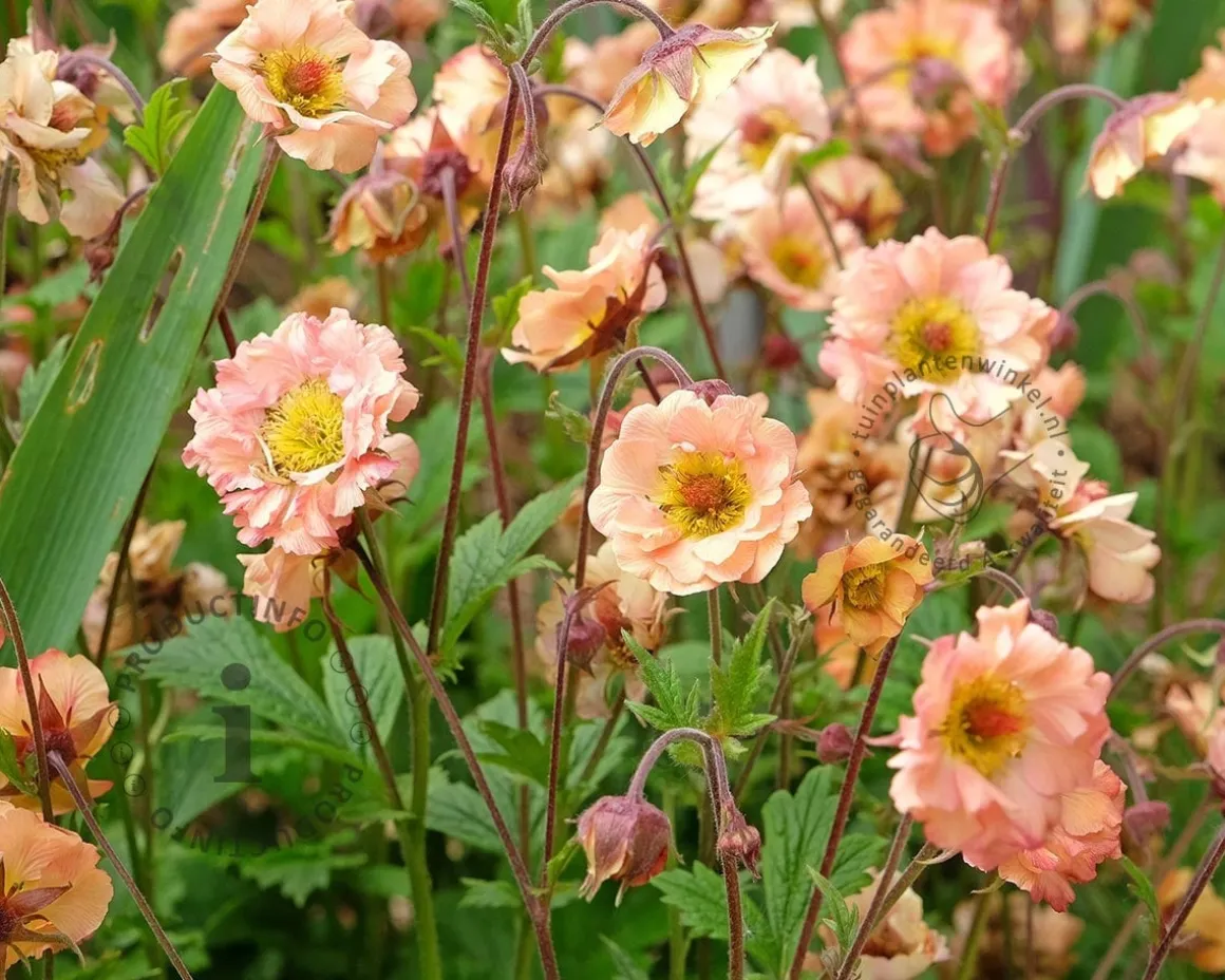 Geum 'Mai Tai'