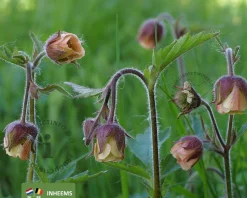 Geum rivale