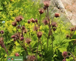 Geum rivale