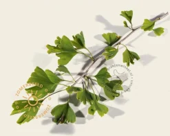 Ginkgo biloba