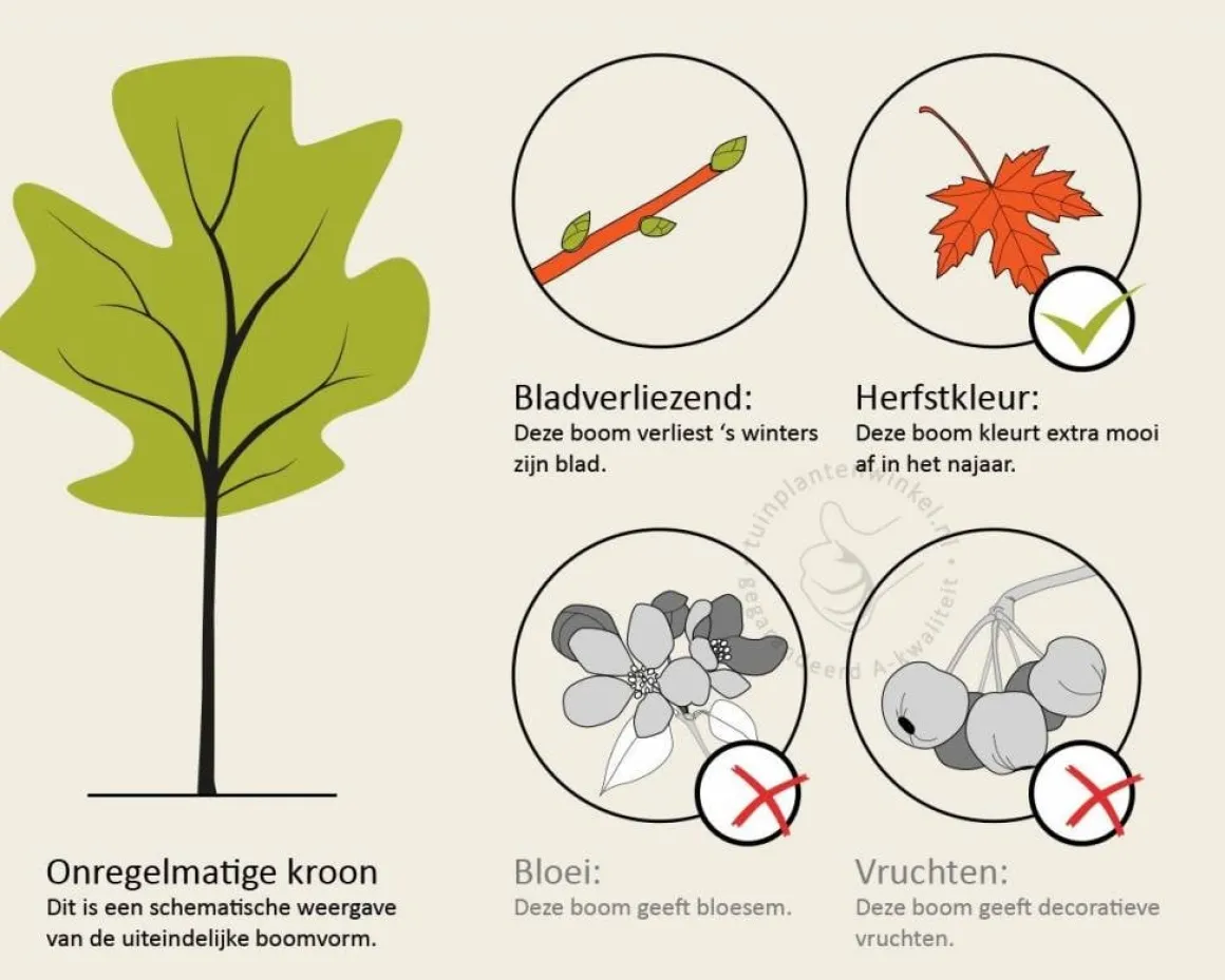 Ginkgo biloba