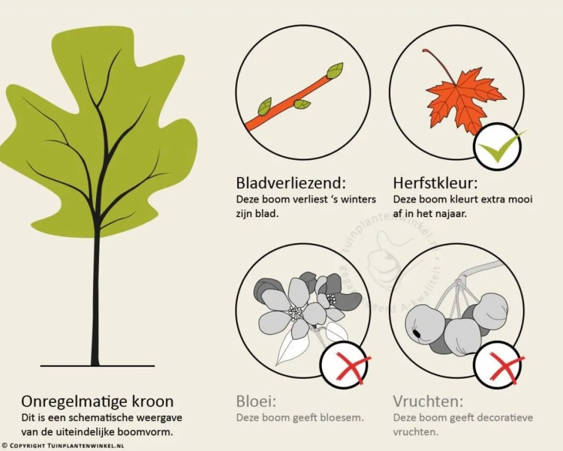 Ginkgo biloba