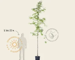 Ginkgo biloba