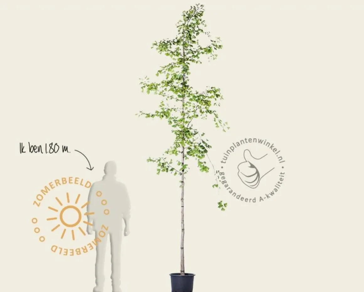Ginkgo biloba