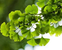 Ginkgo biloba