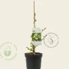 Ginkgo biloba 'David'