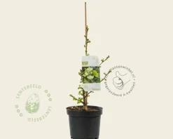 Ginkgo biloba 'David'