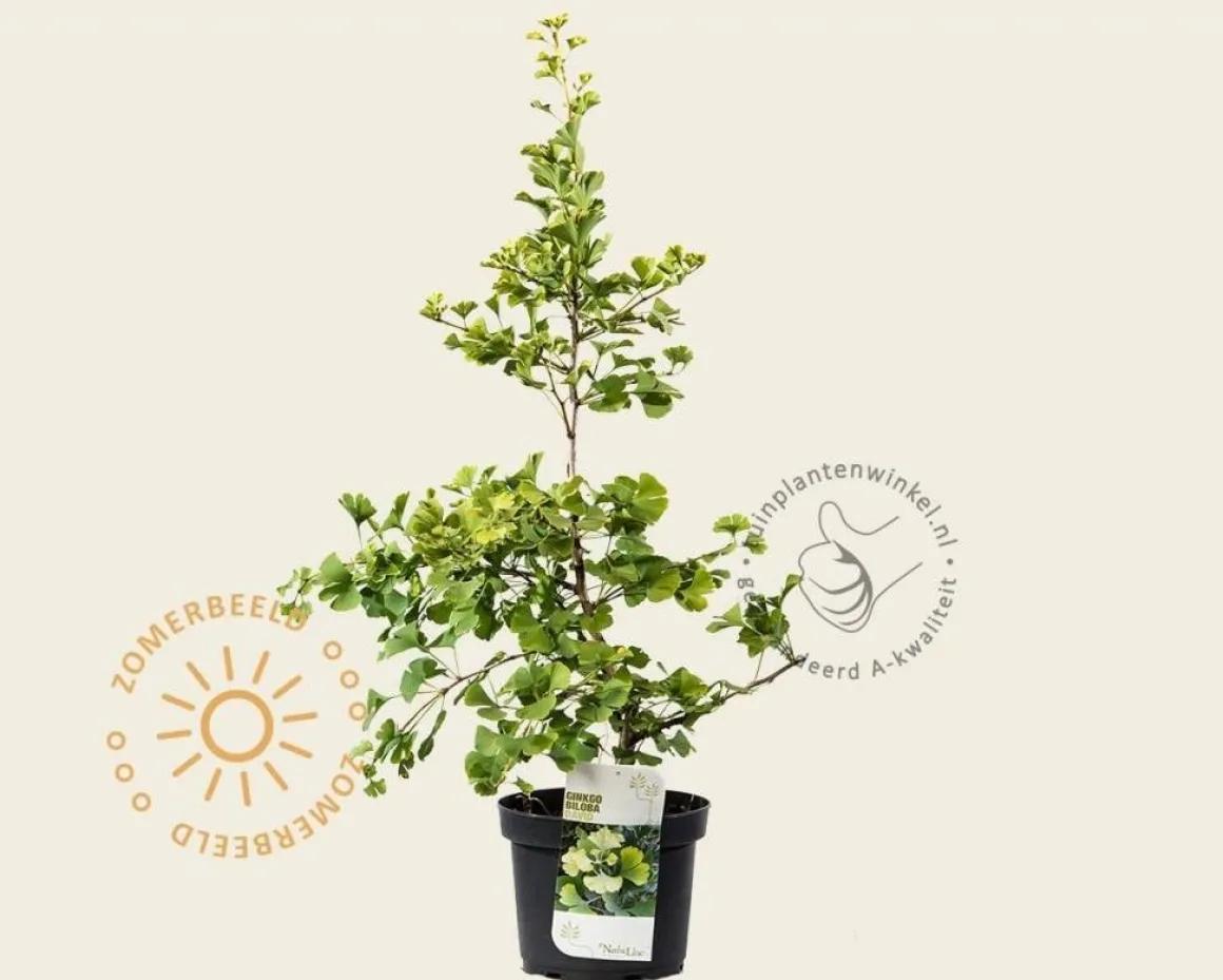 Ginkgo biloba 'David'