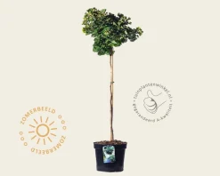 Ginkgo biloba 'Mariken' - op stam