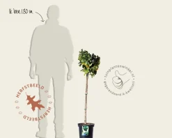 Ginkgo biloba 'Mariken' - op stam