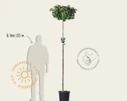 Ginkgo biloba 'Mariken' - op stam