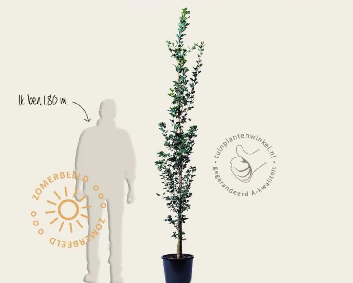 Ginkgo biloba 'Menhir' - beveerd