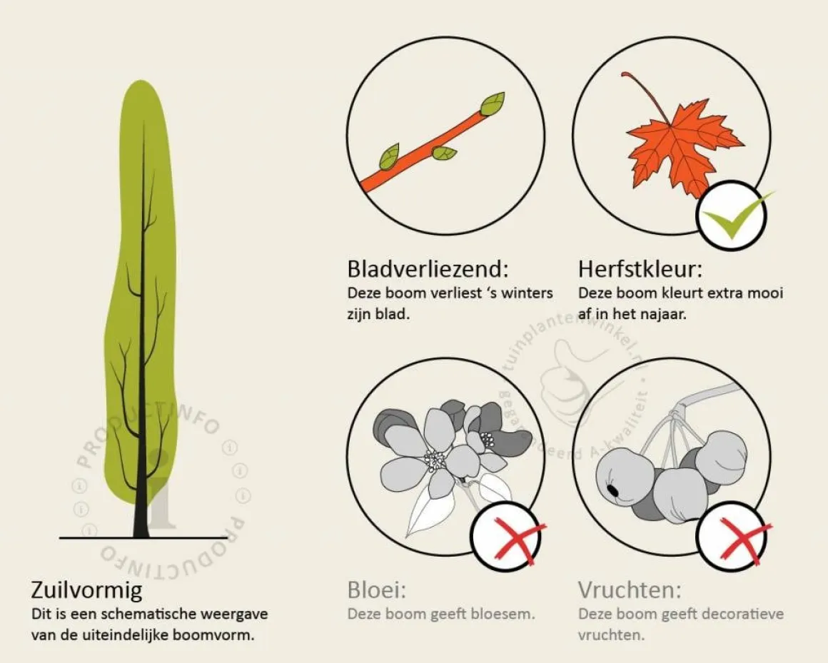 Ginkgo biloba 'Menhir' - beveerd