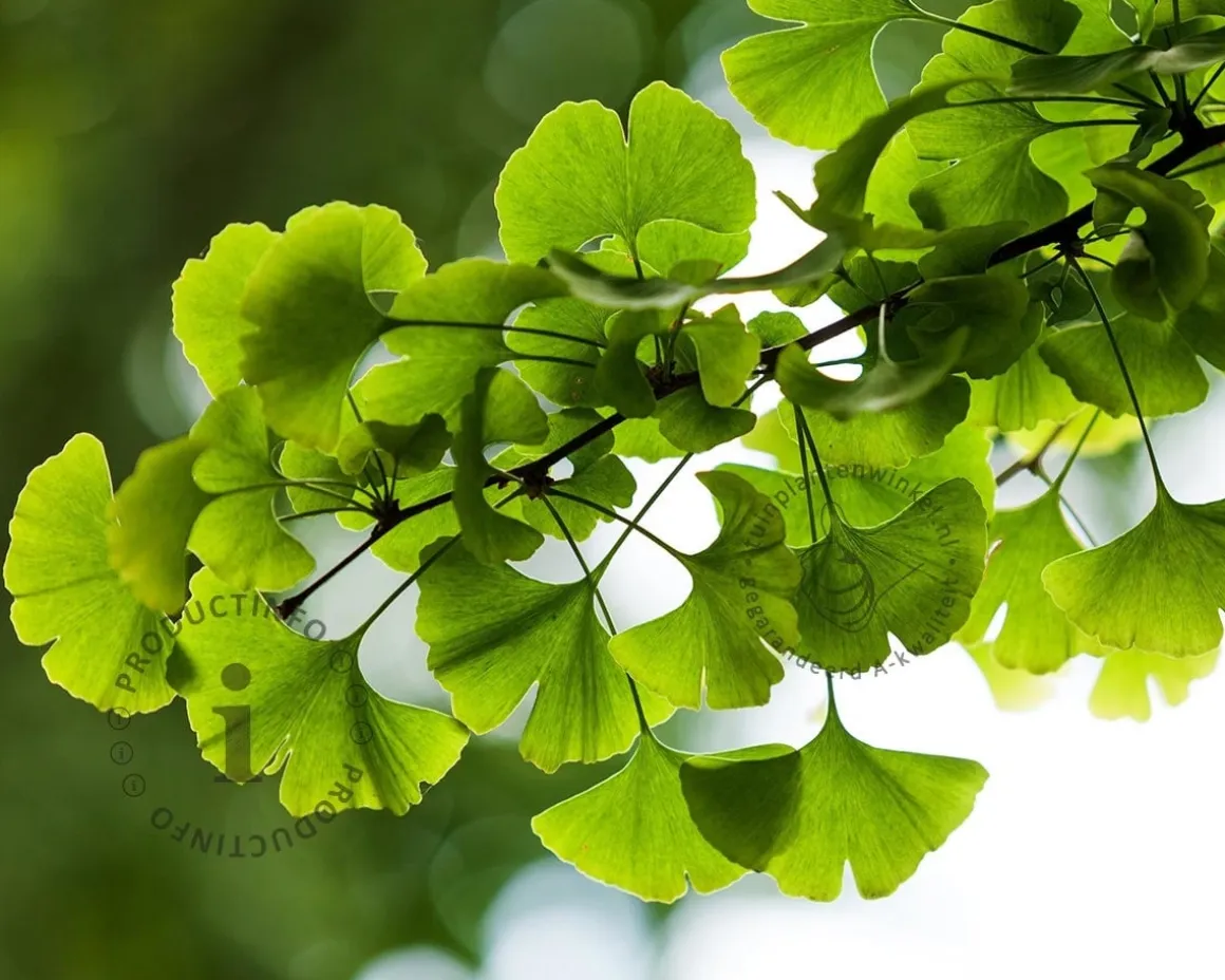 Ginkgo biloba - 3-stam