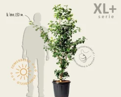 Ginkgo biloba - XL+
