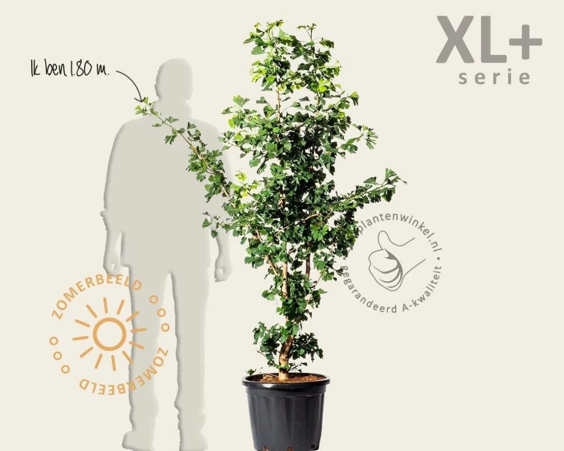 Ginkgo biloba - XL+