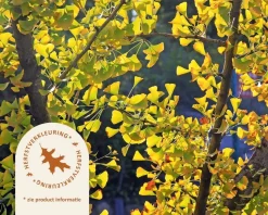 Ginkgo biloba - XL+