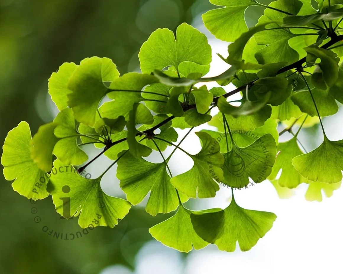 Ginkgo biloba - XL+