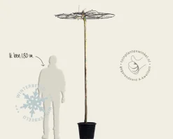 Ginkgo dakboom