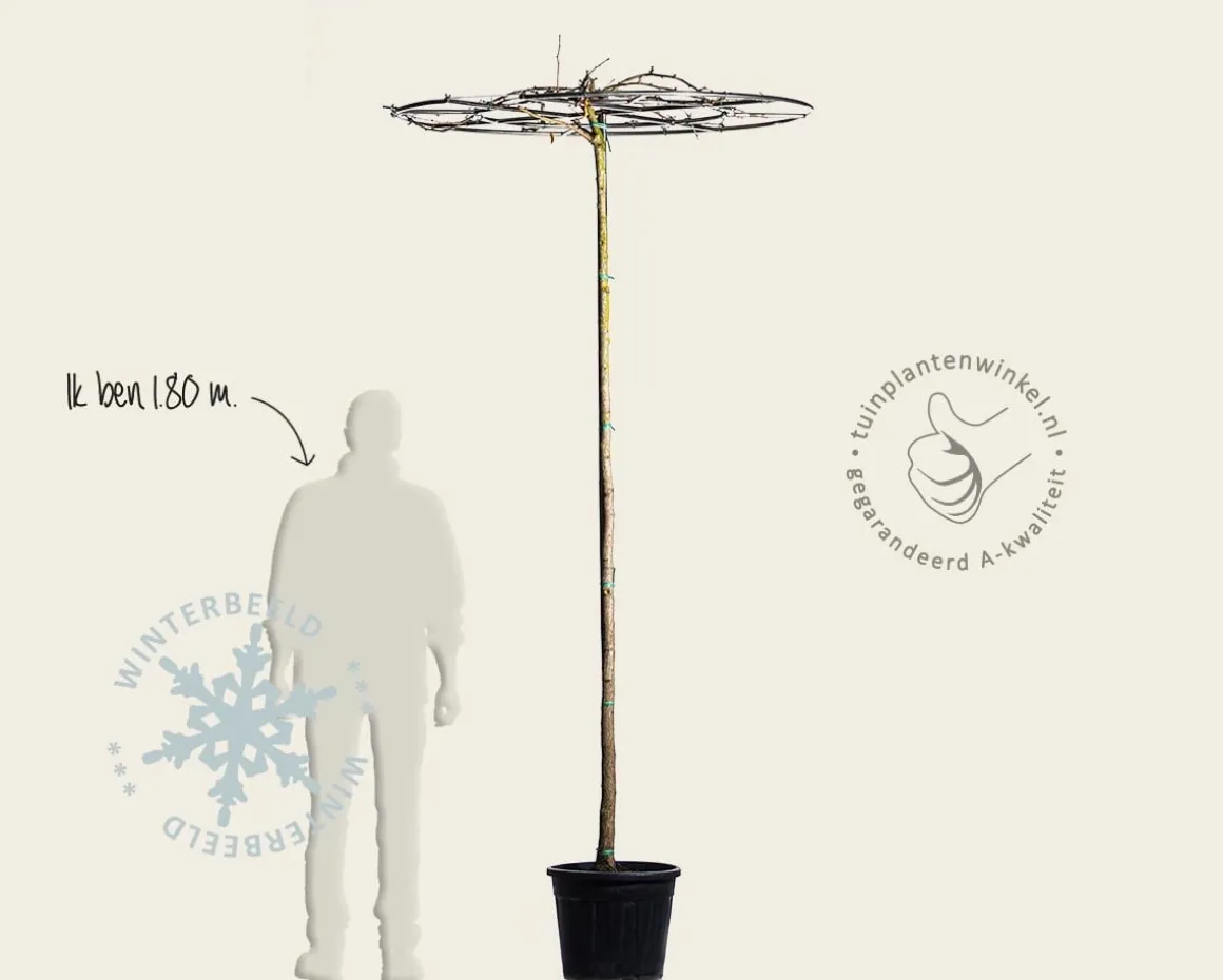 Ginkgo dakboom