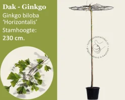 Ginkgo dakboom
