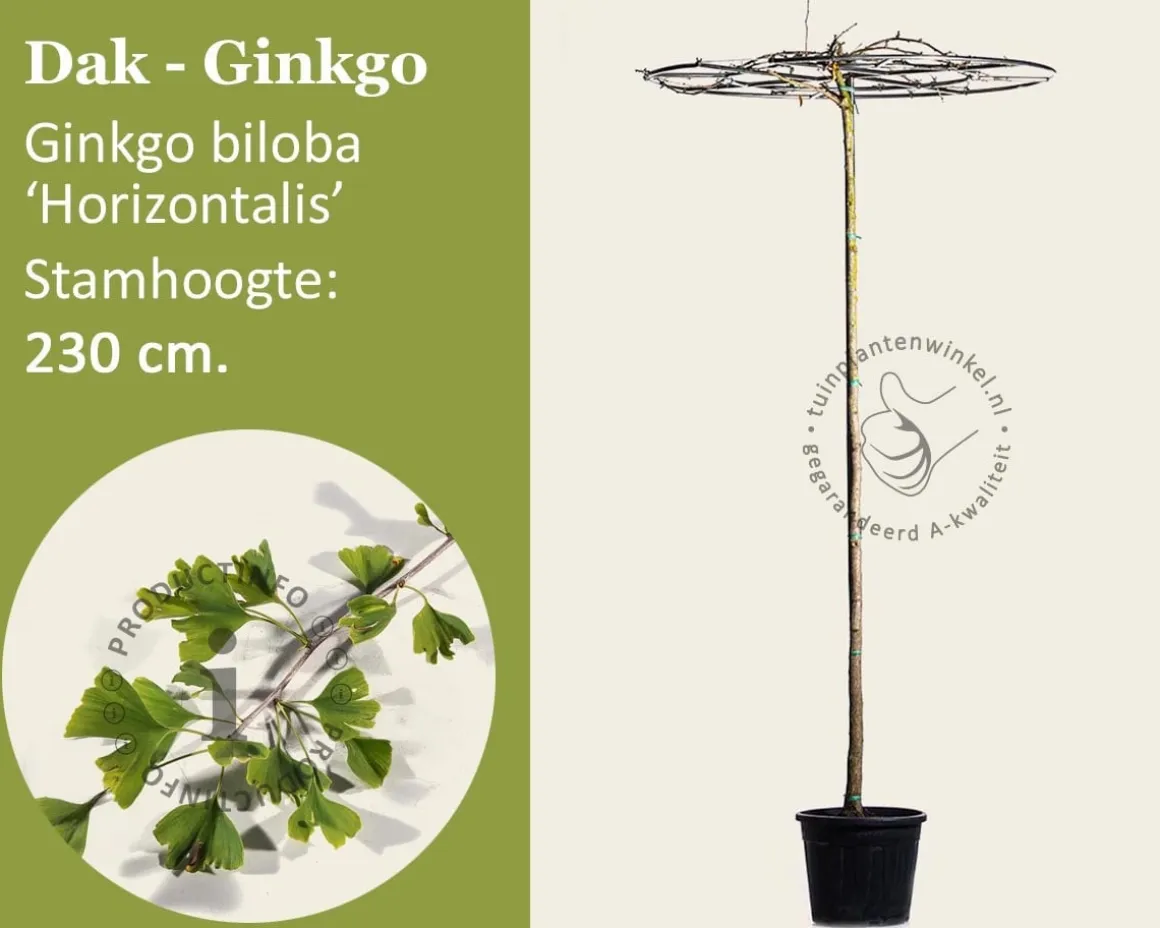 Ginkgo dakboom