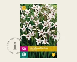 Gladiolus callianthus murielae