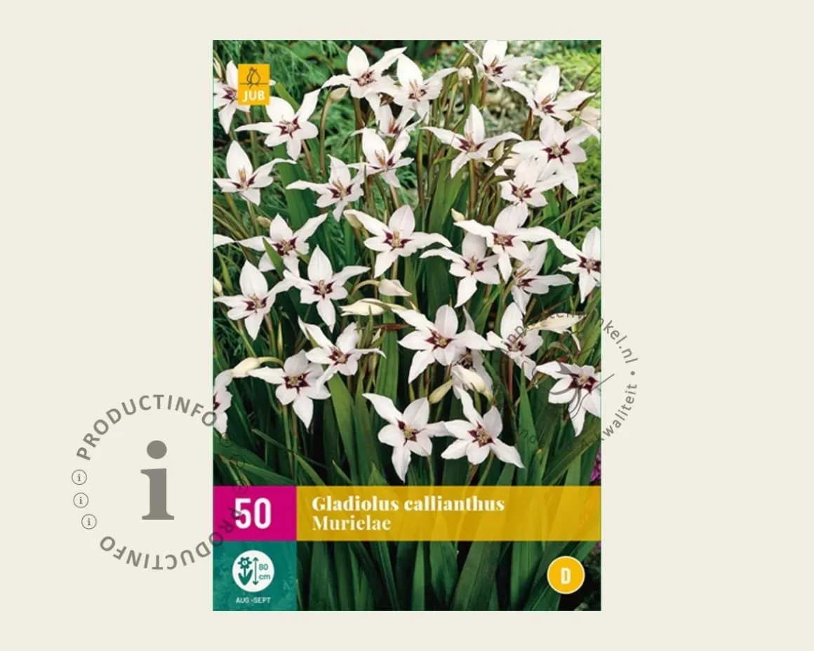Gladiolus callianthus murielae