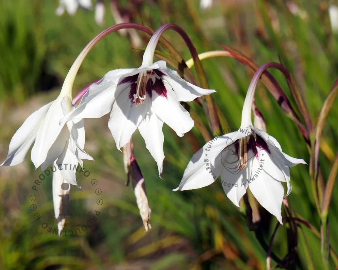 Gladiolus callianthus murielae