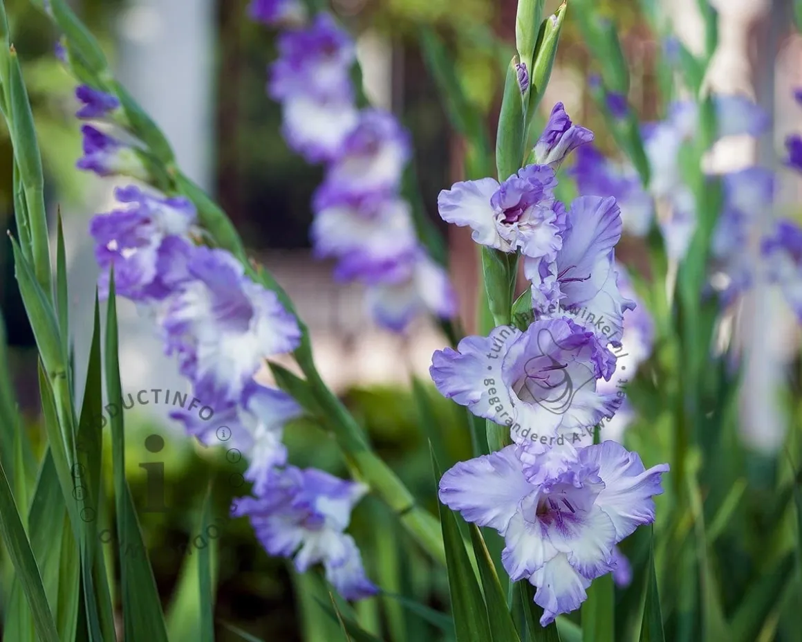 Gladiolus 'Cote d'Azur'