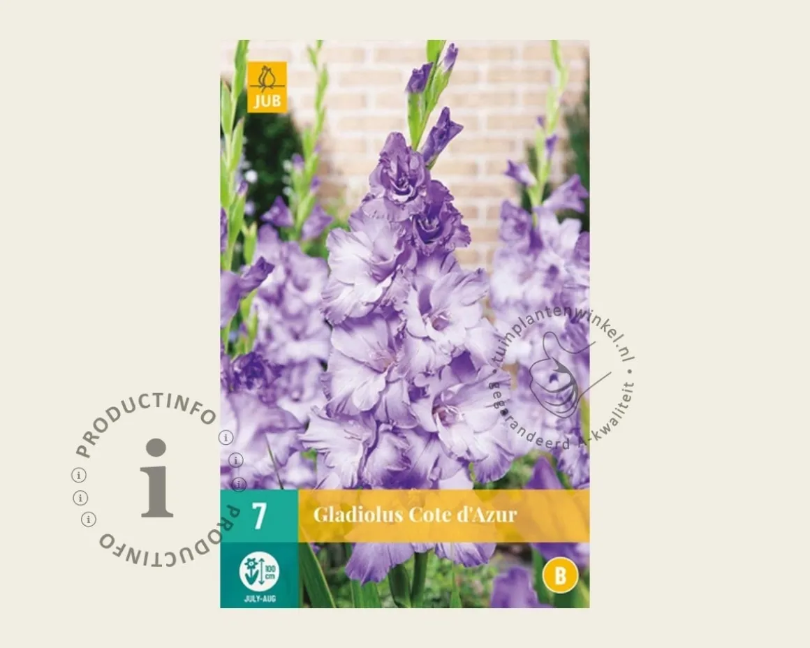 Gladiolus 'Cote d'Azur'