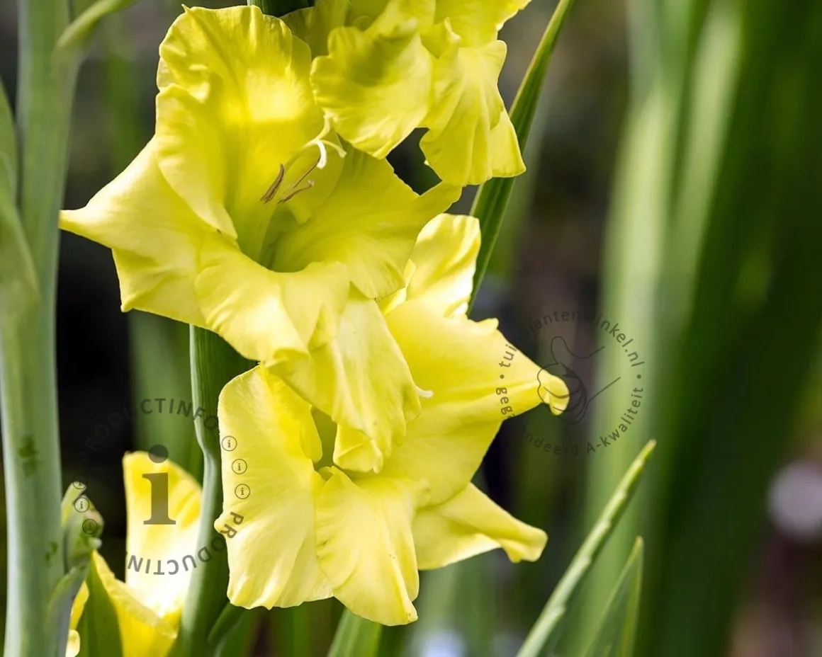 Gladiolus 'Evergreen'