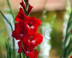 Gladiolus 'Oscar'