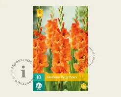 Gladiolus 'Peter Pears'