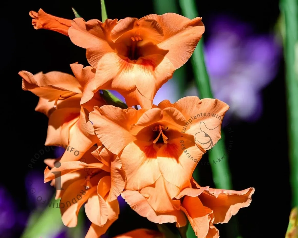 Gladiolus 'Peter Pears'