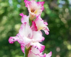 Gladiolus 'Priscilla'