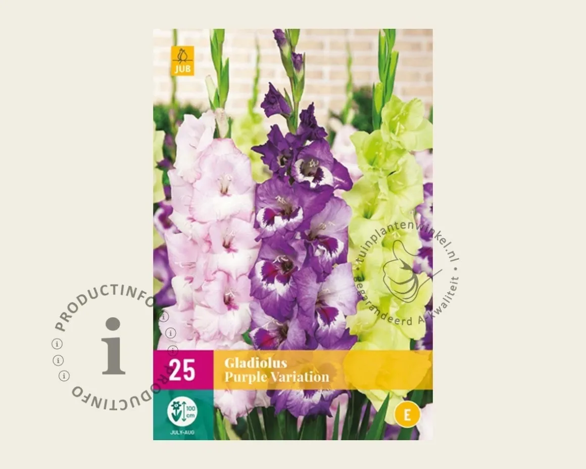 Gladiolus Purple Variation
