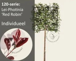 Glansmispel leiboom - Rek 120x120 cm