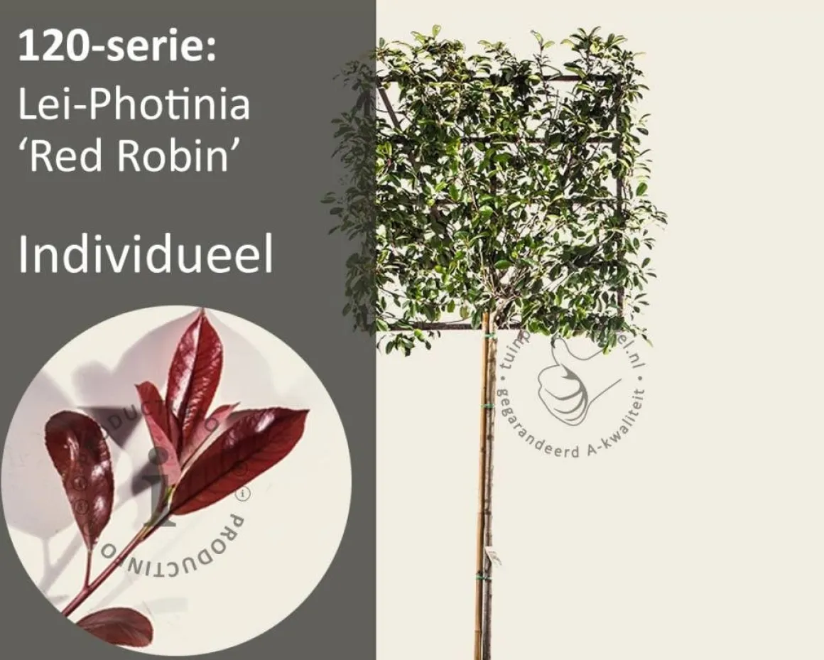 Glansmispel leiboom - Rek 120x120 cm