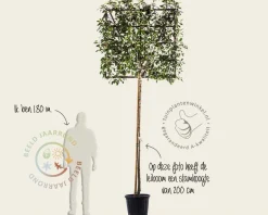 Glansmispel leiboom - Rek 120x120 cm