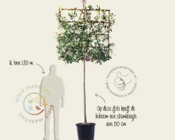 Glansmispel leiboom - Rek 120x120 cm
