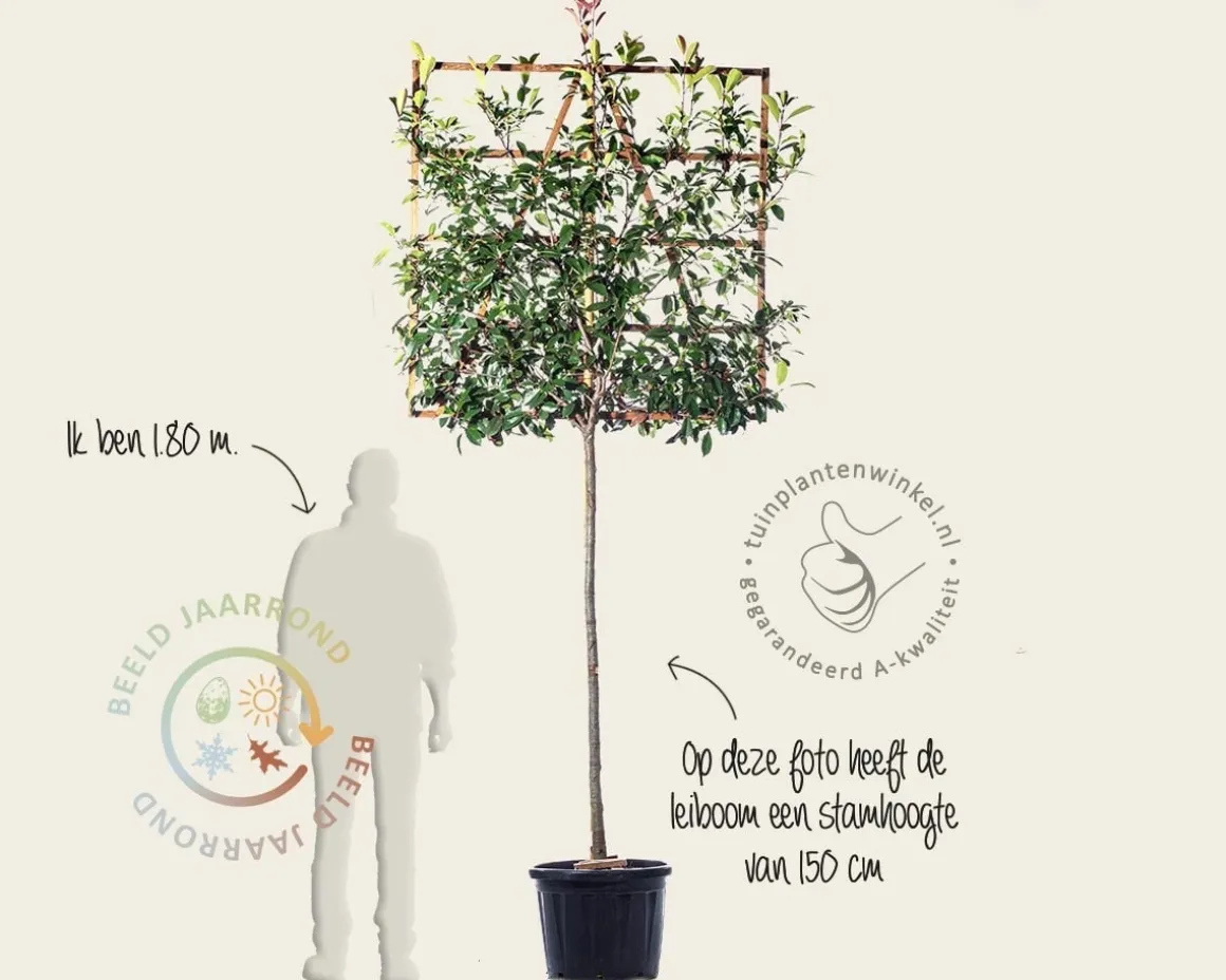 Glansmispel leiboom - Rek 120x120 cm
