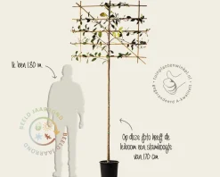Glansmispel leiboom - Rek 120x90 cm