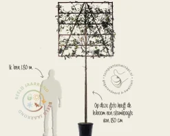 Glansmispel leiboom - Rek 150x150 cm