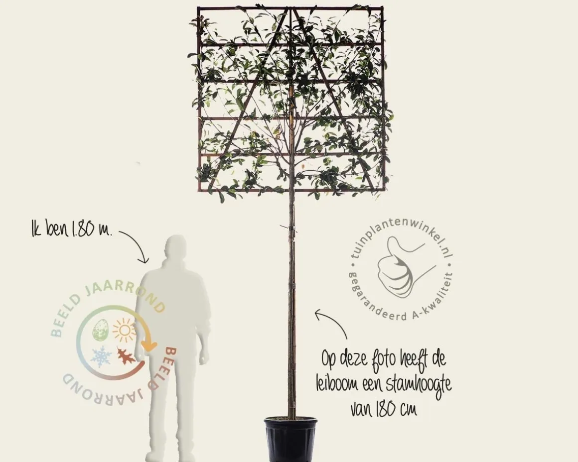 Glansmispel leiboom - Rek 150x150 cm