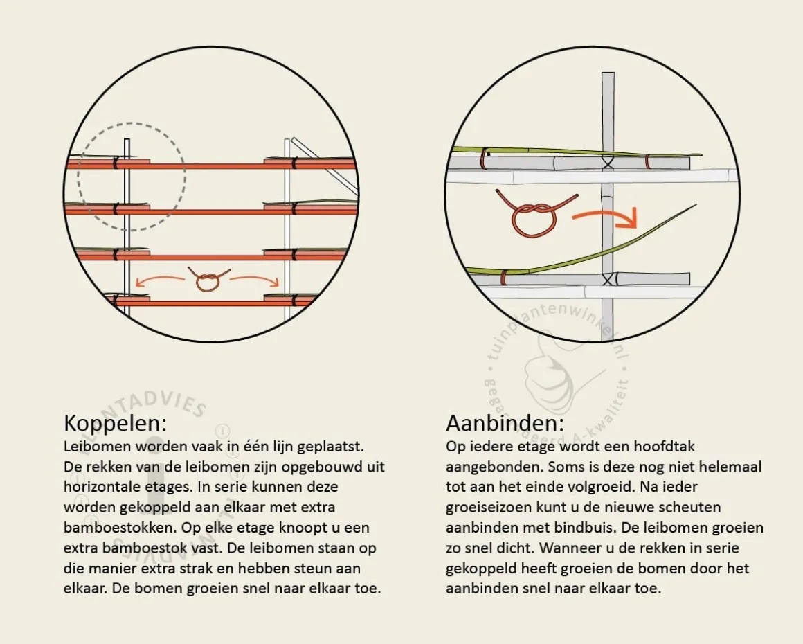 Glansmispel leiboom - Rek 150x150 cm