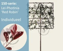 Glansmispel leiboom - Rek 150x150 cm