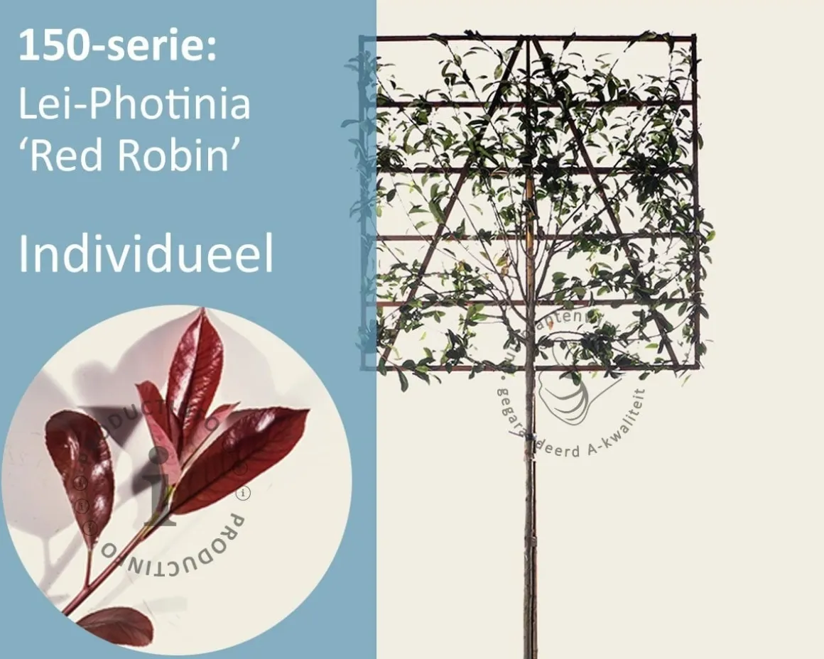 Glansmispel leiboom - Rek 150x150 cm