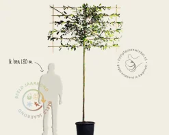 Glansmispel leiboom - Rek 180x110 cm